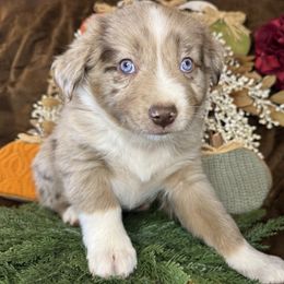 Binx - Red merle male Miniature Australian Shepherd puppy in California from Eagle River Aussies