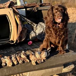 Boykin Spaniels, Chinese Cresteds, and Poodles from Jushae Kennel