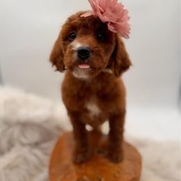 Pistachio - Red female Bernedoodle puppy in Ocala, Florida from Bernedoodles of Florida