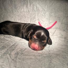 Black and tan female one - Black and tan female Dachshund puppy in Blackstone, Virginia from Cheyenne's Dachshunds