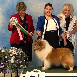 Shetland Sheepdogs from MiAmor Shetland Sheepdogs