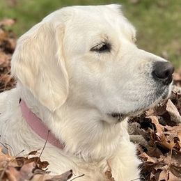 Golden Retrievers from Seven Springs Goldens