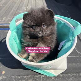 Black and tan girl - Black and tan female Pomeranian puppy in Kentucky from Em&M Pomeranians