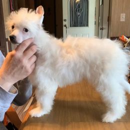 Chinese Crested Puppies from DeBahTrio Chinese Cresteds