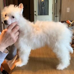 Chinese Crested Puppies from DeBahTrio Chinese Cresteds