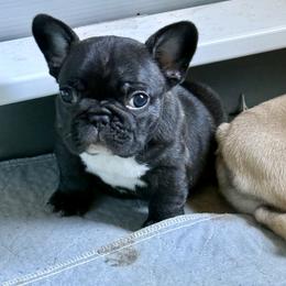 American Bully and French Bulldog Puppies from Bolt Action Kennel