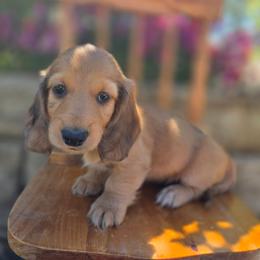 Lightning McQueen - Red male Dachshund puppy in Lewiston, Idaho from Farmhouse Dachshunds