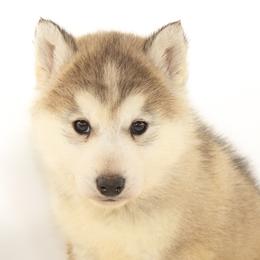 Mellow - Gray and white male Siberian Husky puppy in Mountain House, California from Limitless Huskies