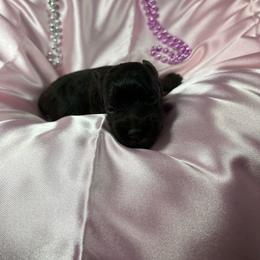 Dream - Liver female Miniature Schnauzer puppy in Norman, Oklahoma from Priscilla's Miniature Schnauzers