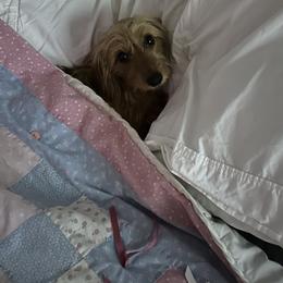Opie - Dachshund