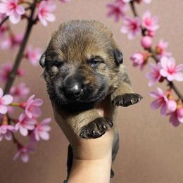 Fonzie - Sable male German Shepherd puppy in Oakland, Oregon from VHM German Shepherds