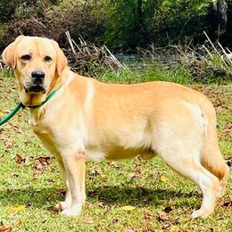 Labrador Retriever Puppies from Carvins Cove English Labradors