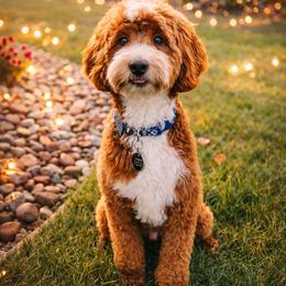 Charlie - Goldendoodle
