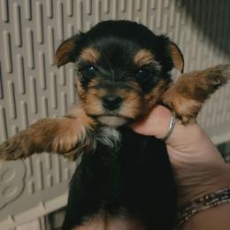 Olivia - Black and tan female Yorkshire Terrier puppy in West Enfield, Maine from GRIFFEY'S SPA AND KENNEL