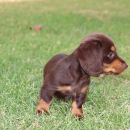 Baby Girl 1 - Chocolate and tan female Dachshund puppy in Torrance, California from Dachshund Pups