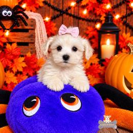 Sage - Wheaten female Miniature Schnauzer puppy in Macks Creek, Missouri from Fluffy Buttz