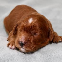 Willow - Red female Australian Labradoodle puppy in Stanwood, Washington from Victoria Creek Australian Labradoodles
