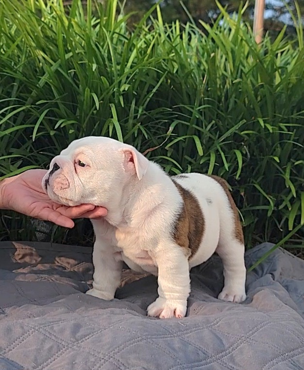 Bulldog Puppies from SureFire Bulldogs
