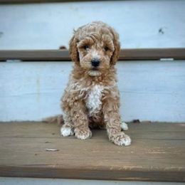 Goldendoodle Puppies from Boardwalk Doodles