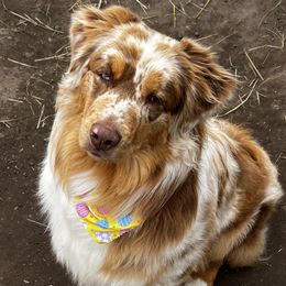 Rawhide - Australian Shepherd