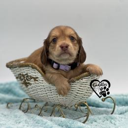 Lyla - Cream female Dachshund puppy in Nashville, Arkansas from Cuddles n Curls