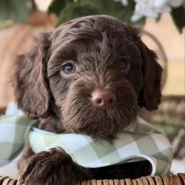 Paddington - Chocolate male Goldendoodle puppy in Blanchard, Oklahoma from Dream Doodles by Dondi
