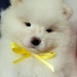 Samoyed Puppies from Snowshoe Samoyeds