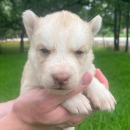Muffin - Sable and white female Siberian Husky puppy in College Station, Texas from Texas Siberian Husky Kennels (TSHK)
