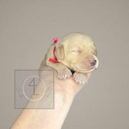 Boone - CKC Registered :: Red - Cream male Dachshund puppy in Erick, Oklahoma from 4-L Backyard Dach