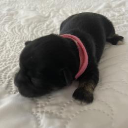 Girl 1 - Black and tan female Lhasa Apso puppy in Palm Bay, Florida from Lhasa Apso Doggy Stylez Fl