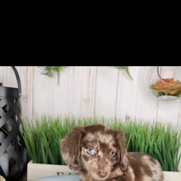 Dachshund Puppies from Wirz’s Weenies