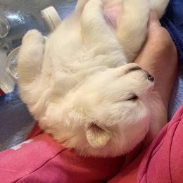 Samoyed Puppies from ArticCross Samoyeds-Florida