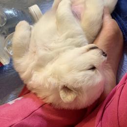 Samoyed Puppies from ArticCross Samoyeds-Florida