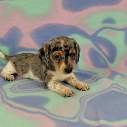 Dachshund Puppies from Newbern's Nuggets
