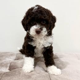 Denver - Brown and white male Aussiedoodle puppy in Allen, Texas from Calena’s Doodles