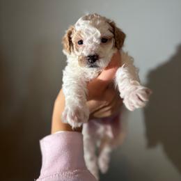 Atlas - Parti male Goldendoodle puppy in Noblesville, Indiana from R and H Doodles