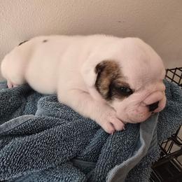 Blue boy - White male Bulldog puppy in Laurel, Montana from Bull Mountain Bulldogs