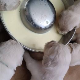 Golden Retriever Puppies from Southern Golden Retrievers