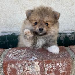 Tequila and Corona - Tri-colored female Pomeranian puppy in Sylmar, California from Adelia’s Adorable Poms