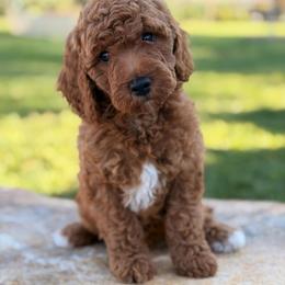 Lacy - Red  female Goldendoodle puppy in Oxford, Pennsylvania from FriendlyPals
