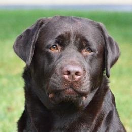 Candy  - Labrador Retriever
