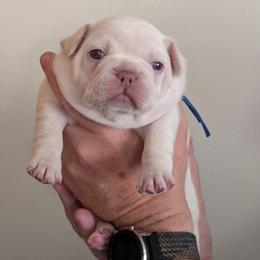 Blue Collar Girl - Cream female French Bulldog puppy in Melba, Idaho from Frost's Frenchies