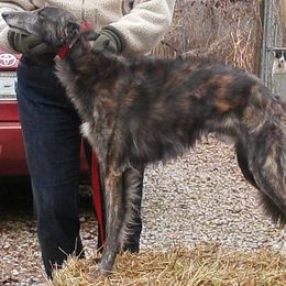 Borzoi and Silken Windhound All Grown Up from Avalon