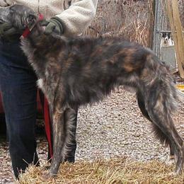 Borzoi and Silken Windhound All Grown Up from Avalon