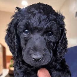 Eider - Black female Poodle puppy in Randallstown, Maryland from Parson Standards