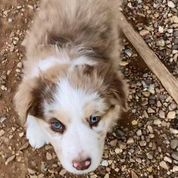 Oogie - Red merle male Australian Shepherd puppy in Neola, Utah from Wall To Wall Aussies