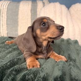 Bluey - Blue and cream female Dachshund puppy in California from Wooofyland LLC