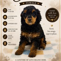 Comet - Phantom female Poodle puppy in Grass Valley, California from Sapphire Ridge Poodles