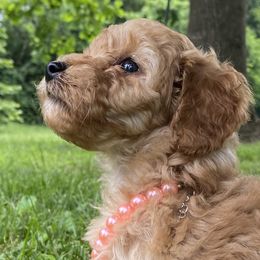 Katherine - Red  Poodle puppy in Tennessee from Paige & Adele Poodles
