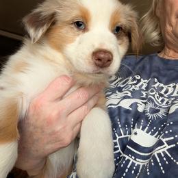 Red merle , mask - Red merle male Australian Shepherd puppy in Cherry Grove, Oregon from TLC Dream and Pureland Australian Shepherds